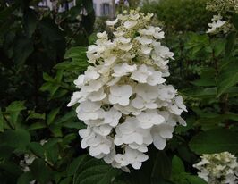 Гортензия метельчатая Киушу (Kyushu) купить