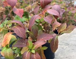 Гортензия крупнолистная краснолистная купить