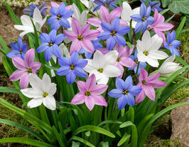 Ифейон смесь купить