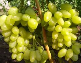 Виноград Сицилія Бурдакакупити