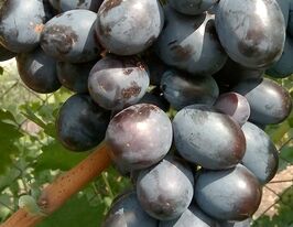 Виноград Хаджи Мураткупити