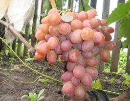 Виноград Хамелеонкупити