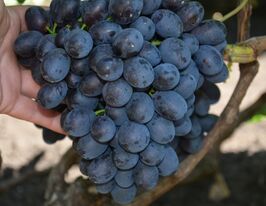 Виноград Шарадакупити