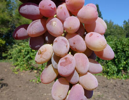 Виноград Ювілей Кострикінакупити