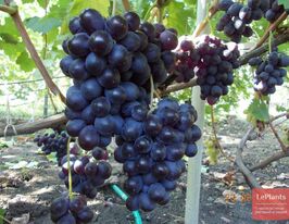 Виноград Юлякупити