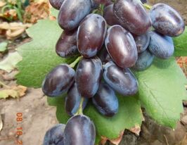 Виноград Ватиканкупити