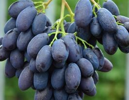 Виноград Каталоніякупити