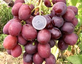 Виноград Дюжинакупити