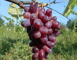 Виноград Еталонкупити
