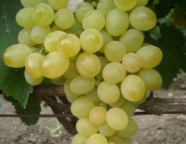 Виноград кишмиш Коктейлькупити