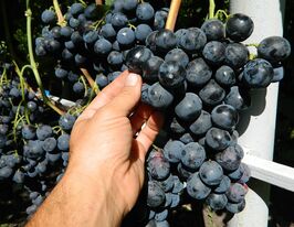 Виноград Консулкупити