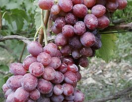 Виноград Кармакодкупити