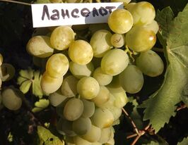Виноград Ланселоткупити