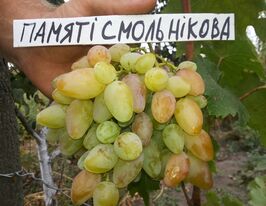 Виноград Пам'яті Смольніковакупити