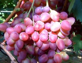 Виноград Парижанкакупити