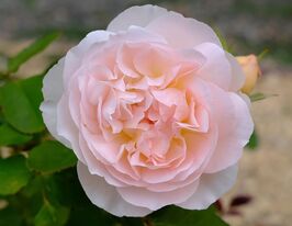 Роза Кордес Мерхензаубер (Marchenzauber) купить