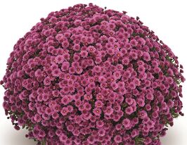 Хризантема Ставінскі Дарк Пінк (Staviski Dark Pink)купити