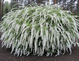 Спірея Вангутта (Spiraea vanhouttei)купити