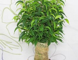 Фікус Бенджаміна Наташа (Natasja)купити