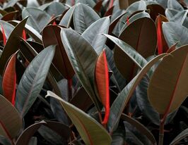 Фікус Еластіка Абіджан (Abidjan)купити