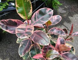 Фікус Еластіка Беліз (Belize)купити