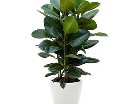 Фікус Еластіка Робуста (Robusta)купити