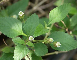 Сладкая трава ацтеков (Lippia dulcis Colada) купить