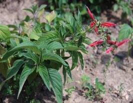 Шалфей Ананасный (Salvia rutilans Pino) купить