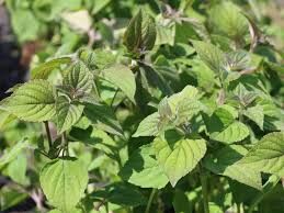 Шалфей-дыня (Salvia elegans Mello) купить