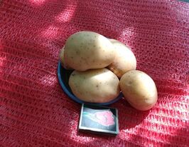 Картофель Анатан купить