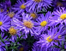 Айстра кущова фіолетова (Aster dumosus viol)купити