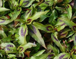 В'єтнамський коріандр (Persicaria odorata)купити
