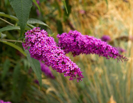 Буддлея розовая купить