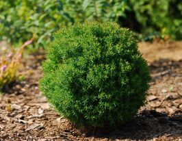 Туя західна Тедді (Teddy)купити