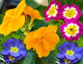 Примула смесь цветов купить