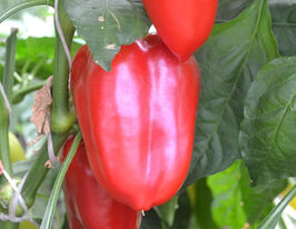 Перець солодкий Бутузкупити