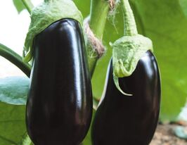 Баклажан Альмалик F1 купить