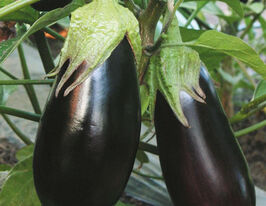 Баклажан Бернар F1 купить