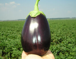 Баклажан Галине F1 купить