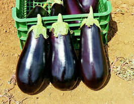 Баклажан Классик F1 купить