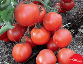 Томат Премьера купить