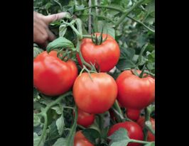 Томат Хабаль F1купити