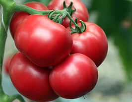 Томат Шибік F1купити