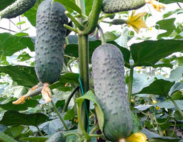 Огурец Киборг F1 купить