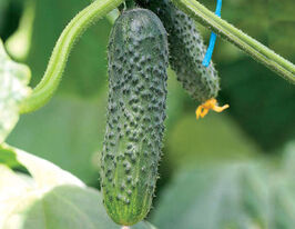 Огурец Шарж F1 купить