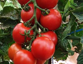 Томат Тастієр F1купити