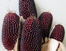 Кукуруза Попкорн Клубничный купить