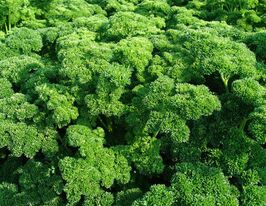Петрушка кудрявая Астра купить