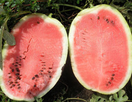 Кавун Медісон F1купити