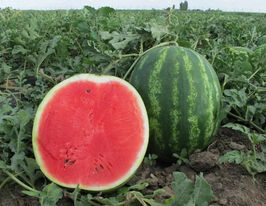 Арбуз Мелитопольский 60 купить